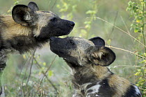 Two African wild dogs (Lycaon pictus) showing affection, Okavango Delta during the dry season, Botswana