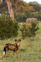 African wild dog (Lycaon pictus) watching elephants, Okavango Delta during the dry season, Botswana
