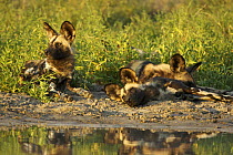 Pack of African wild dogs (Lycaon pictus) relaxing beside waterhole, Okavango Delta during the dry season, Botswana