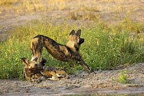 African wild dogs (Lycaon pictus) relaxing beside waterhole, one stretching. Okavango Delta during the dry season, Botswana