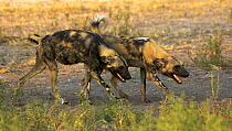 Two African wild dogs (Lycaon pictus) walking / stalking beside waterhole, Okavango Delta during the dry season, Botswana