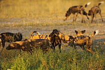 Pack of African wild dogs (Lycaons pictus) interacting on the Okavango Delta during the dry season, Botswana