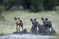 Three African wild dogs (Lycaons pictus) from behind, on the Okavango Delta during the dry season, Botswana