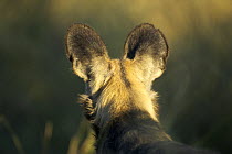 African wild dog (Lycaons pictus) from behind, on the Okavango Delta during the dry season, Botswana