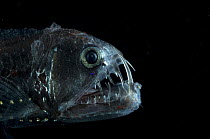 Viperfish {Chauliodus sloani} Atlantic  Note - caught in RMT8 between 400-520m during the day