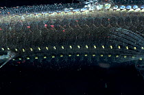 Close-up of ventral photophores on body of Viperfish {Chauliodus sloani} Atlantic