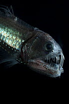 Viperfish {Chauliodus sloani} Atlantic