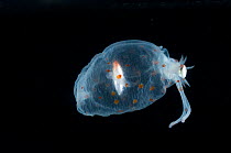 Deepsea Glass squid {Cranchia sp.} Atlantic