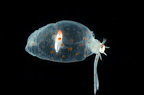 Deepsea Glass squid {Cranchia sp.} Atlantic
