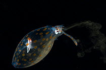 Deepsea Glass squid {Cranchia sp.} squirting ink, Atlantic