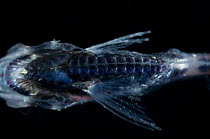 Ventral view of Hatchet fish {Sternoptychidae / Argyropelecus hemigymnus} Atlantic