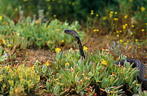 Mozambique spitting cobra {Naja mossambica} amongst succulent vegetation, Kwazulu Natal, South Africa