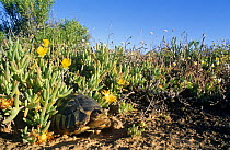 Angulate tortoise {Chersina angulata} amongst succulent vegetation, Little Karoo, South Africa
