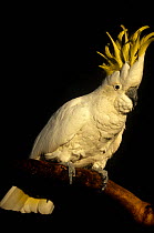 White cockatoo (Cacatua alba) on branch, captive