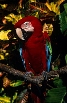 Green winged macaw (Ara chloroptera) on branch, captive