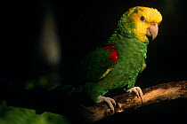 Yellow headed Amazon Parrot (Amazona oratrix tresmariae) on branch, captive