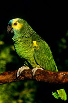Blue-fronted Amazon Parrot (Amazona aestiva) on branch, captive