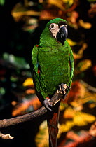 Chestnut fronted macaw (Ara severa) on branch, captive