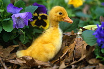 Duckling (Anatinae) with flowers, Iowa, USA. Captive