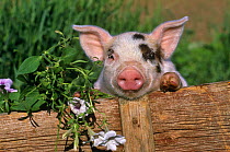 Mixed-breed Domestic pig (Sus scrofa domestica) looking over fence, beside flowers. Captive