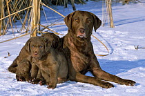 Chesapeake Bay Retriever (Canis familiaris) mother dog and puppies in snow, Illinois, USA. Captive