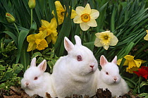 Netherland dwarf rabbits (Oryctolagus) adult with babies amongst Daffodils. Captive
