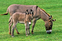 Domestic donkey (Equus asinus) mother and foal, Connecticut, USA.