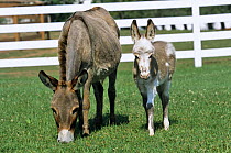 Domestic donkey (Equus asinus) mother and foal in field, USA.