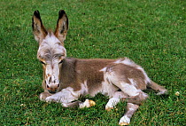 Domestic donkey (Equus asinus) foal, resting, USA.