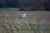 Barn owl (Tyto alba) hunting over grazing marsh. North Norfolk, England. March.