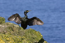 Shag / Cormorant (Phalacrocorax aristotelis) adult drying wings. Isle of Lunga, Tresnish Isles, Inner Hebrides, Scotland. June.