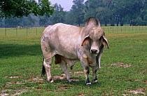 Brahman Bull (Bos indicus) in field, derived from asiatic breed, Florida, USA