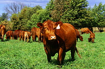 South Devon cows (Bos taurus) grazing in field, Wisconsin, USA