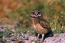 Burrowing owl (Athene cunicularia) juvenile amongst sandy scubland, Florida, USA