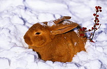 New Zealand rabbit (Oryctolagus) in snow with red berries, Iowa, USA