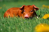 Mixed-breed domestic piglet (Sus scrofa domestica) in grass with dandelions, USA
