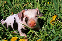 Mixed-breed domestic piglet (Sus scrofa domestica) amongst grass and dandelions, USA