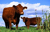 Two South Devon Cows (Bos taurus) in field, Wisconsin, USA