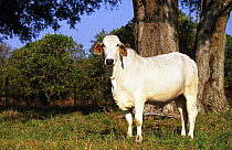Brahman Cow (Bos indicus) beside tree, Florida, USA