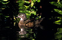 Wood duck (Aix sponsa) female on water with ferns, Florida, USA