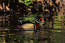 Wood duck (Aix sponsa) male on water, Florida, USA