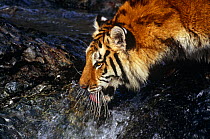 Siberian tiger (Pathera tigris altaica) drinking close-up of head. Captive