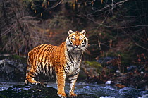 Siberian tiger (Pathera tigris altaica) with wet fur, standing on rocks beside woodland stream. Captive