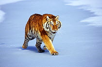 Siberian tiger (Pathera tigris altaica) walking on snow, Captive
