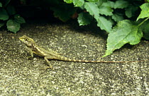 Swinhoe's japalura {Japalura swinhoei} an agamid lizard endemic to Taiwan