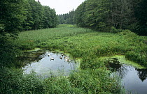 Group of swans on water, Rospuda Valley, Poland. The area is threatened by construction of Via Baltica E67 highway. 2007