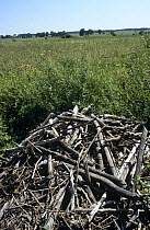 Eurasian beaver {Castor fiber} lodge in reed beds near Lake Sniardwy, Masuria region, Poland, 2007