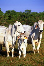 Brahman (Bos indicus) cows and calf in field, Florida, USA