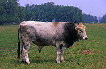 Brahman young bull (Bos indicus) in field, Florida, USA