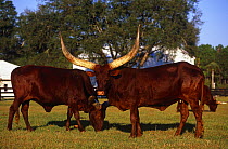 Ankole cows (Bos taurus) with enormous horns, in field, with farm buildings in the background. Florida, USA.